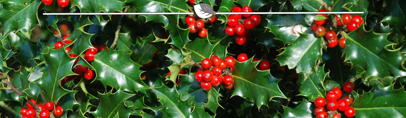 De Ilex is een uitstekende haagplant | Gardline